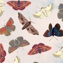 May Natural History Museum