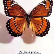 May Natural History Museum