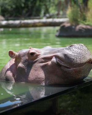 Cheyenne Mountain Zoo