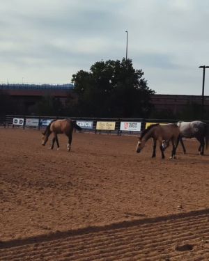 ProRodeo Hall Of Fame & Museum of the American Cowboy