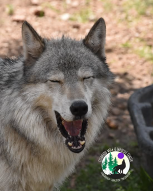 Colorado Wolfland Wild Life Center