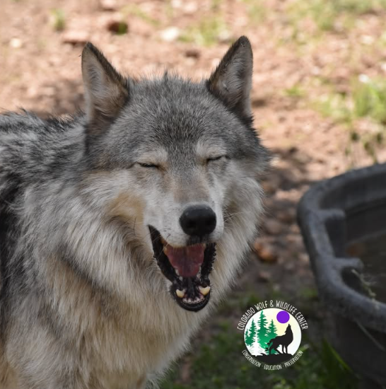 Colorado Wolfland Wild Life Center